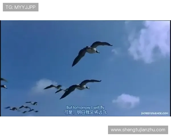 《迁徙的鸟》：一场关于生存、爱与归属的史诗，在空中书写